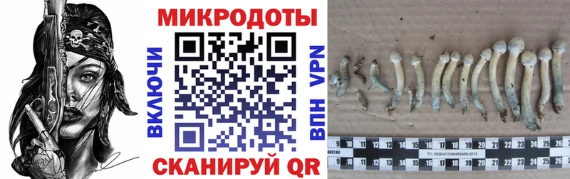 Галлюциногенные грибы Psilocybe darknet официальный сайт Химки